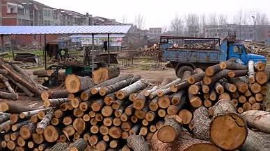 4K木材伐木加工厂木头乱砍乱伐环境保护视频的预览图